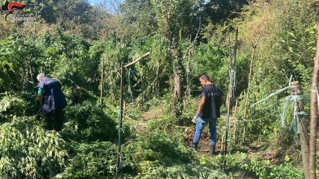 San Mango sul Calore, scoperta una piantagione di marijuana: due uomini coinvolti nell’operazione “Silva Densa” San Mango sul Calore, scoperta una piantagione di marijuana: due uomini coinvolti nell’operazione “Silva Densa”