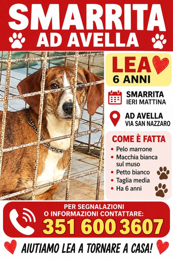 SOS 4 zampe. Avella, si cerca Lea: cagnolina di sei anni scomparsa da via San Nazzaro. L’appello per ritrovarla SOS 4 zampe. Avella, si cerca Lea: cagnolina di sei anni scomparsa da via San Nazzaro. L’appello per ritrovarla