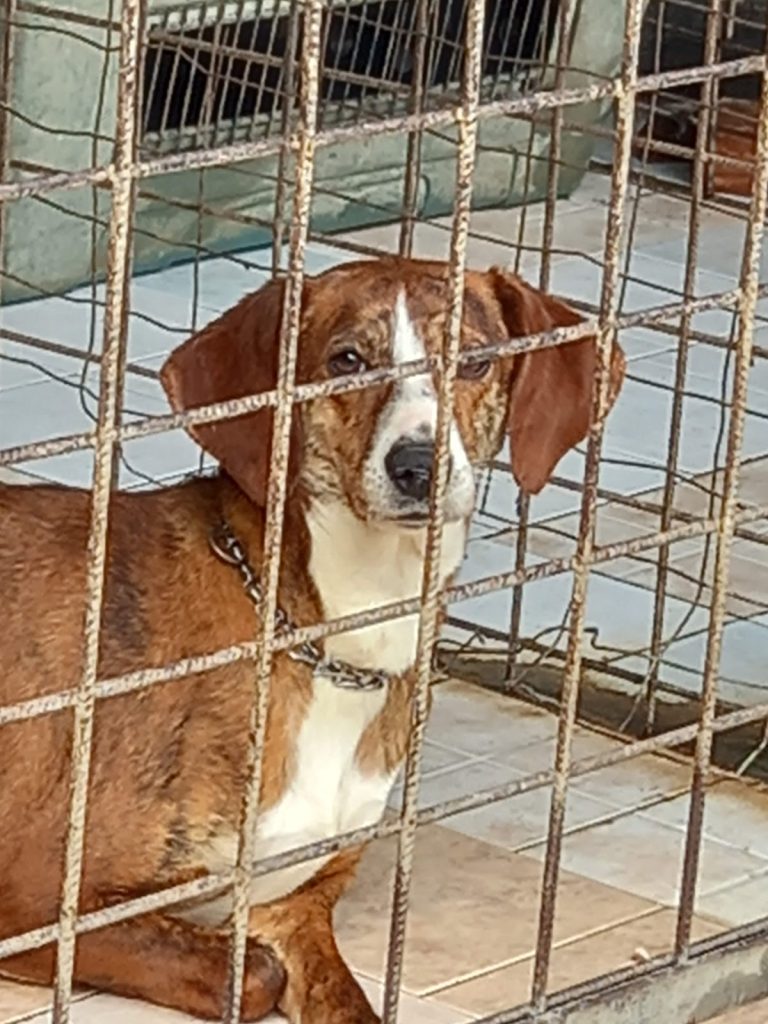 SOS 4 zampe. Avella, si cerca Lea: cagnolina di sei anni scomparsa da via San Nazzaro. L’appello per ritrovarla SOS 4 zampe. Avella, si cerca Lea: cagnolina di sei anni scomparsa da via San Nazzaro. L’appello per ritrovarla