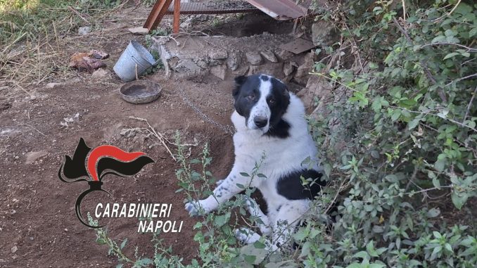 AGEROLA_cani