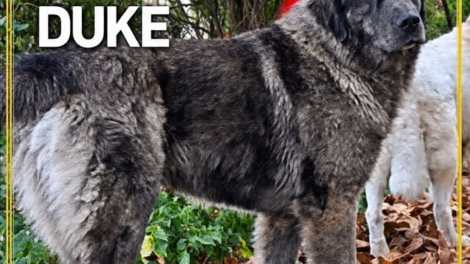 DUKE