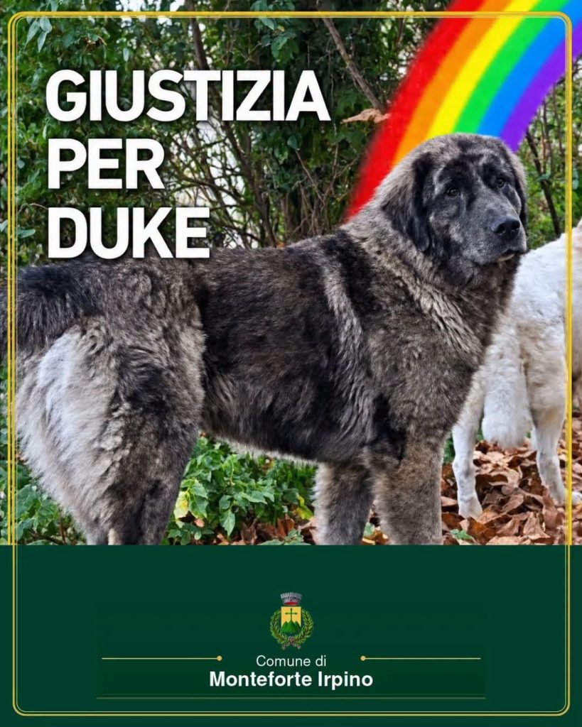 MONTEFORTE SCENDE IN PIAZZA PER DIRE «STOP ALLA MATTANZA DI ANIMALI» PER CHIEDERE «GIUSTIZIA PER DUKE». IL 19 OTTOBRE MANIFESTAZIONE E SIT IN ORGANIZZATI DAL COMUNE MONTEFORTE SCENDE IN PIAZZA PER DIRE «STOP ALLA MATTANZA DI ANIMALI» PER CHIEDERE «GIUSTIZIA PER DUKE». IL 19 OTTOBRE MANIFESTAZIONE E SIT IN ORGANIZZATI DAL COMUNE