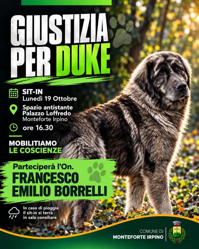 MONTEFORTE IRPINO CHIEDE GIUSTIZIA PER DUKE E RISPETTO  PER TUTTI GLI ANIMALI. LUNEDI 19 OTTOBRE SIT IN  CON LONOREVOLE BORRELLI. «MOBILITIAMO LE COSCIENZE»