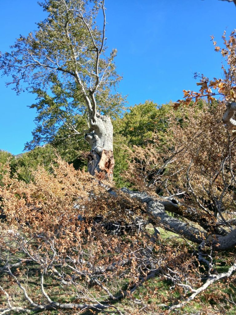 Summonte, cede una grande branca del faggio secolare di Campo San Giovanni: il gigante del Partenio è ferito (FOTO)