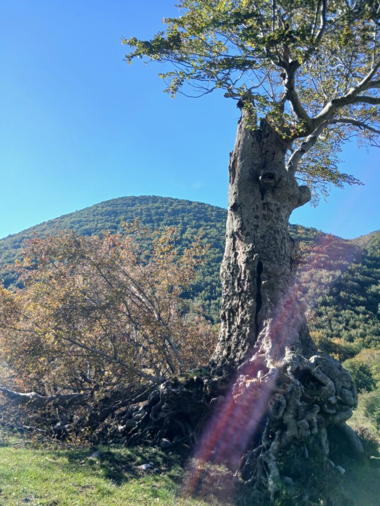 Summonte, cede una grande branca del faggio secolare di Campo San Giovanni: il gigante del Partenio è ferito (FOTO)
