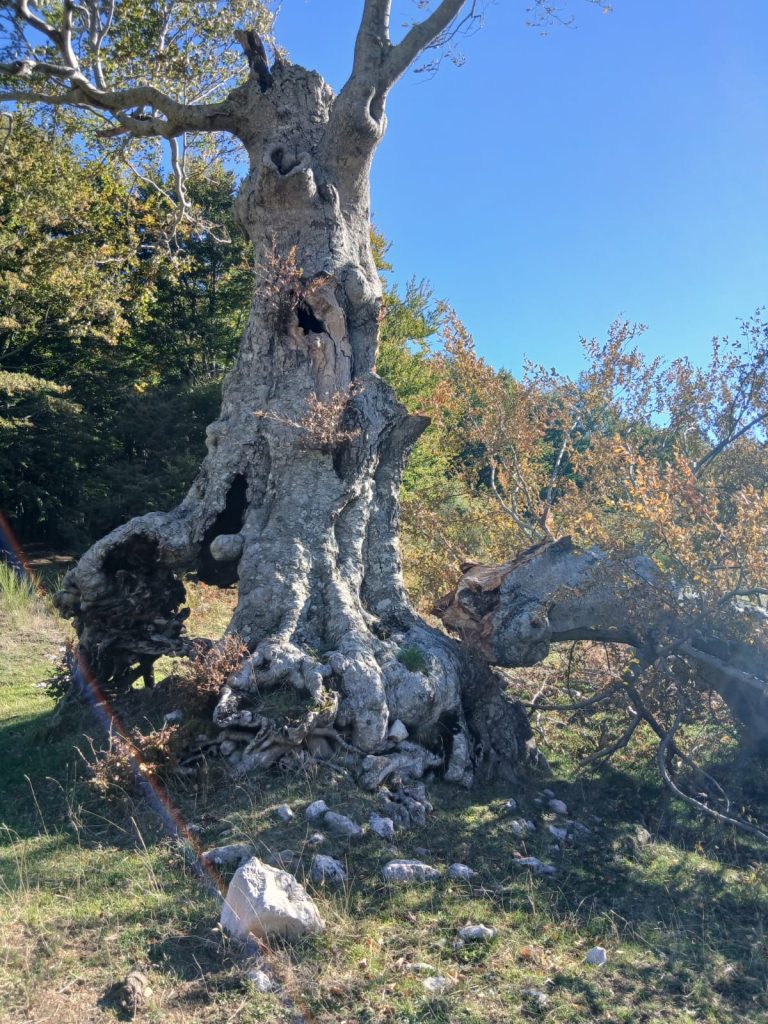 Summonte, cede una grande branca del faggio secolare di Campo San Giovanni: il gigante del Partenio è ferito (FOTO)