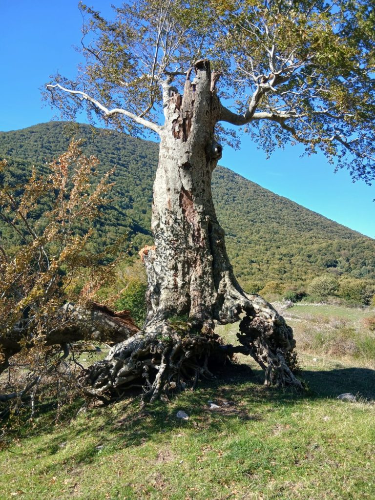Summonte, cede una grande branca del faggio secolare di Campo San Giovanni: il gigante del Partenio è ferito (FOTO)