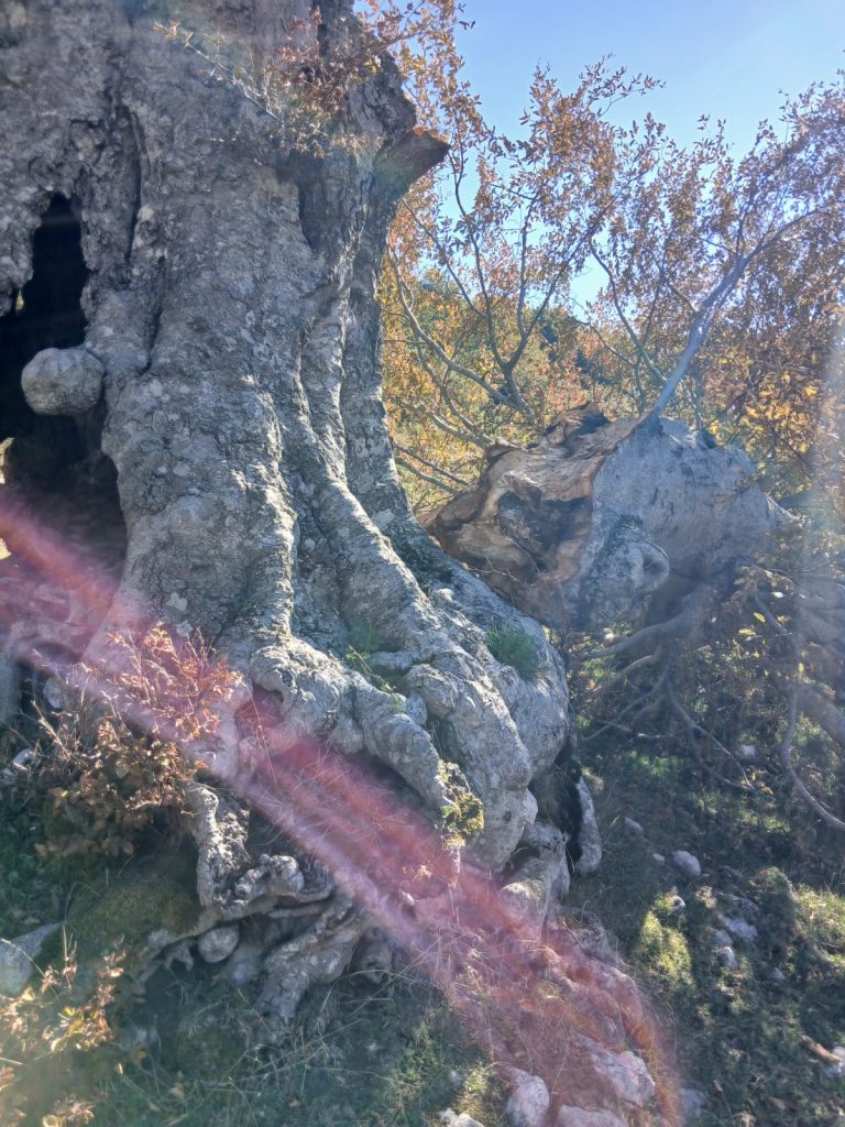 Summonte, cede una grande branca del faggio secolare di Campo San Giovanni: il gigante del Partenio è ferito (FOTO)