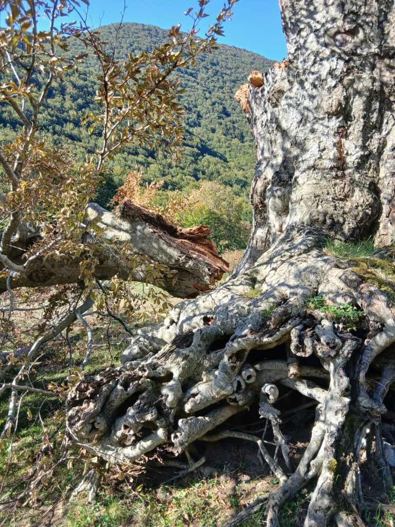 Summonte, cede una grande branca del faggio secolare di Campo San Giovanni: il gigante del Partenio è ferito (FOTO)