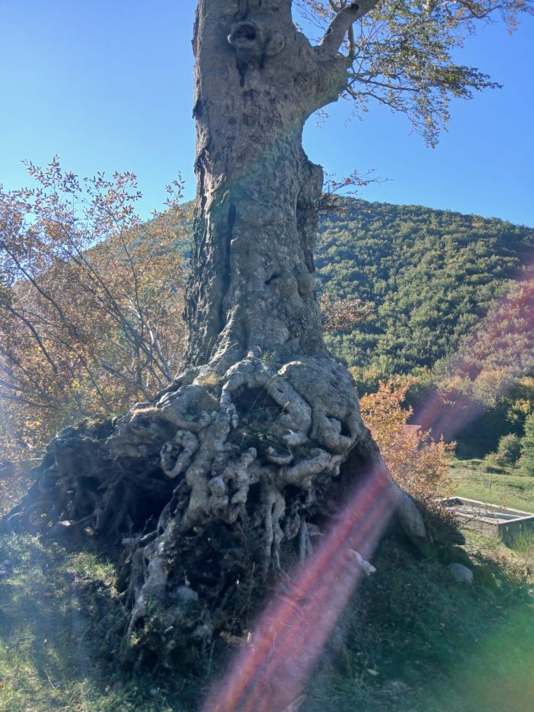 Summonte, cede una grande branca del faggio secolare di Campo San Giovanni: il gigante del Partenio è ferito (FOTO)