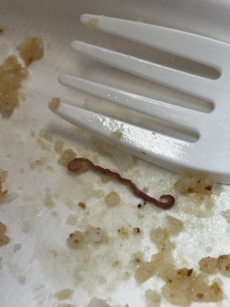 Avellino, vermi nel pesce servito alla mensa scolastica: controlli di Nas e Asl Avellino, vermi nel pesce servito alla mensa scolastica: controlli di Nas e Asl