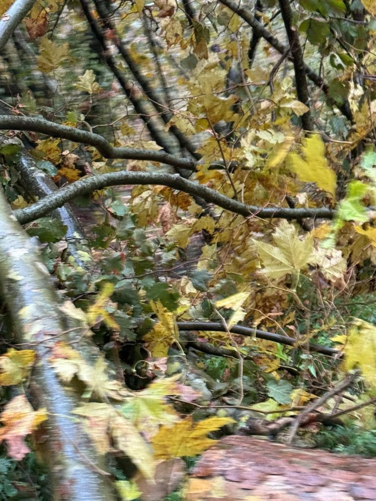Maltempo nel Baianese, albero cade sulla Statale 7 bis: i Vigili del Fuoco liberano la strada, ripristinata la viabilità. FOTO