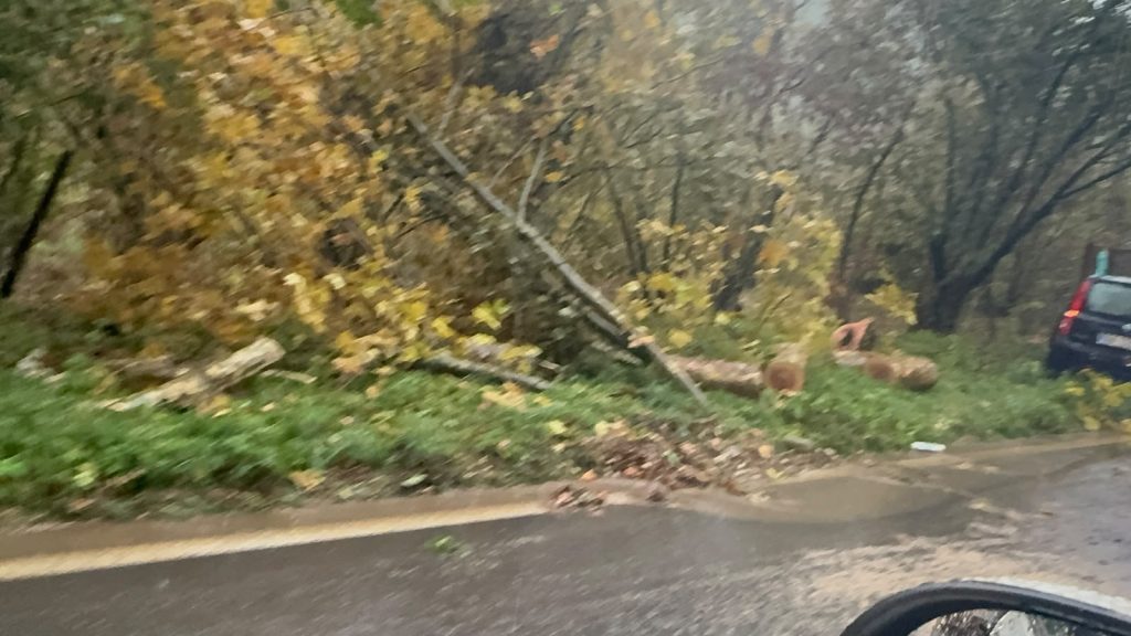 Maltempo nel Baianese, albero cade sulla Statale 7 bis: i Vigili del Fuoco liberano la strada, ripristinata la viabilità. FOTO