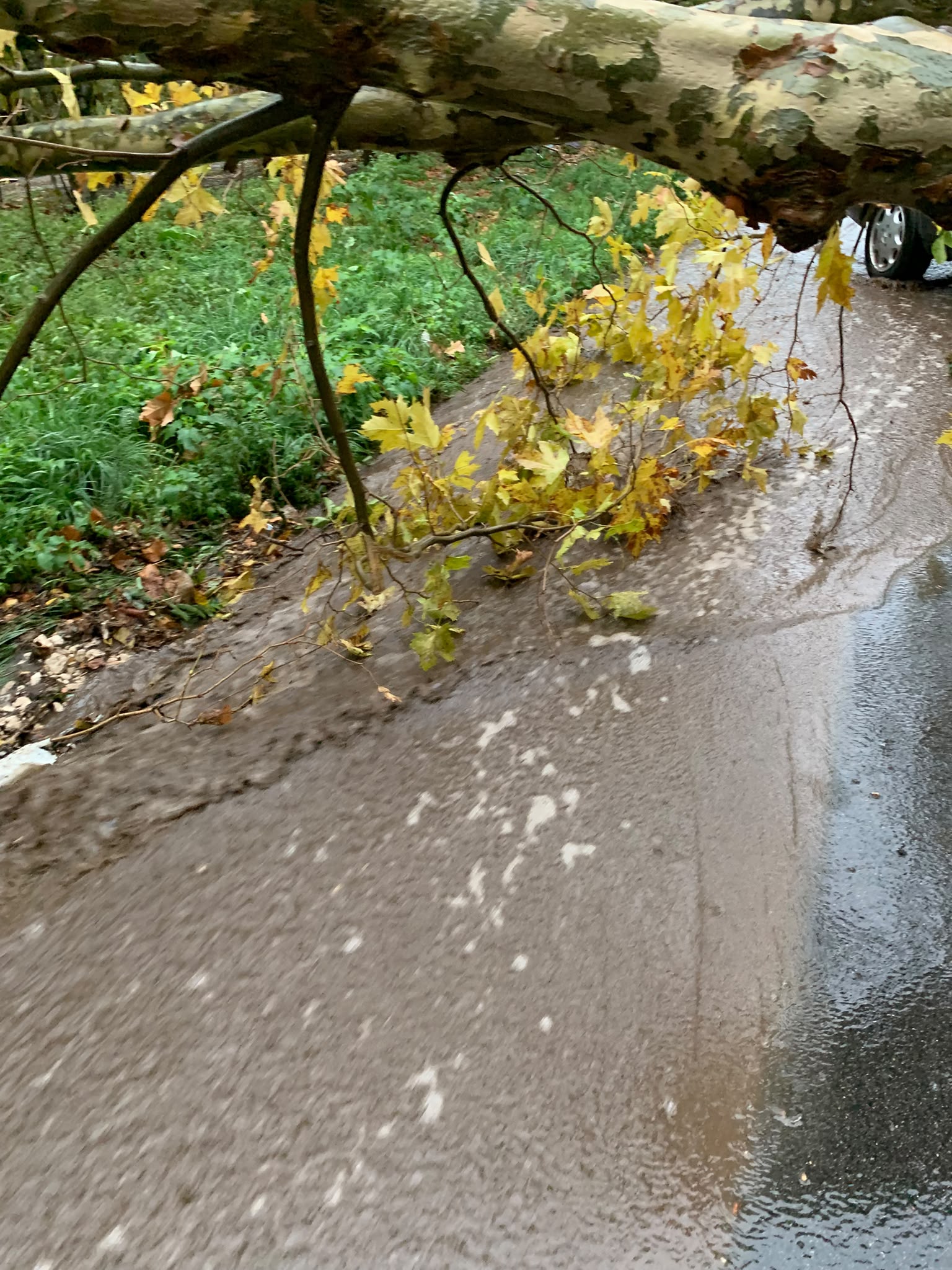 Maltempo, albero si abbatte su un’auto sulla Statale 7 bis: anziana salvata da un poliziotto fuori servizio. «Poteva essere una tragedia» (FOTO)