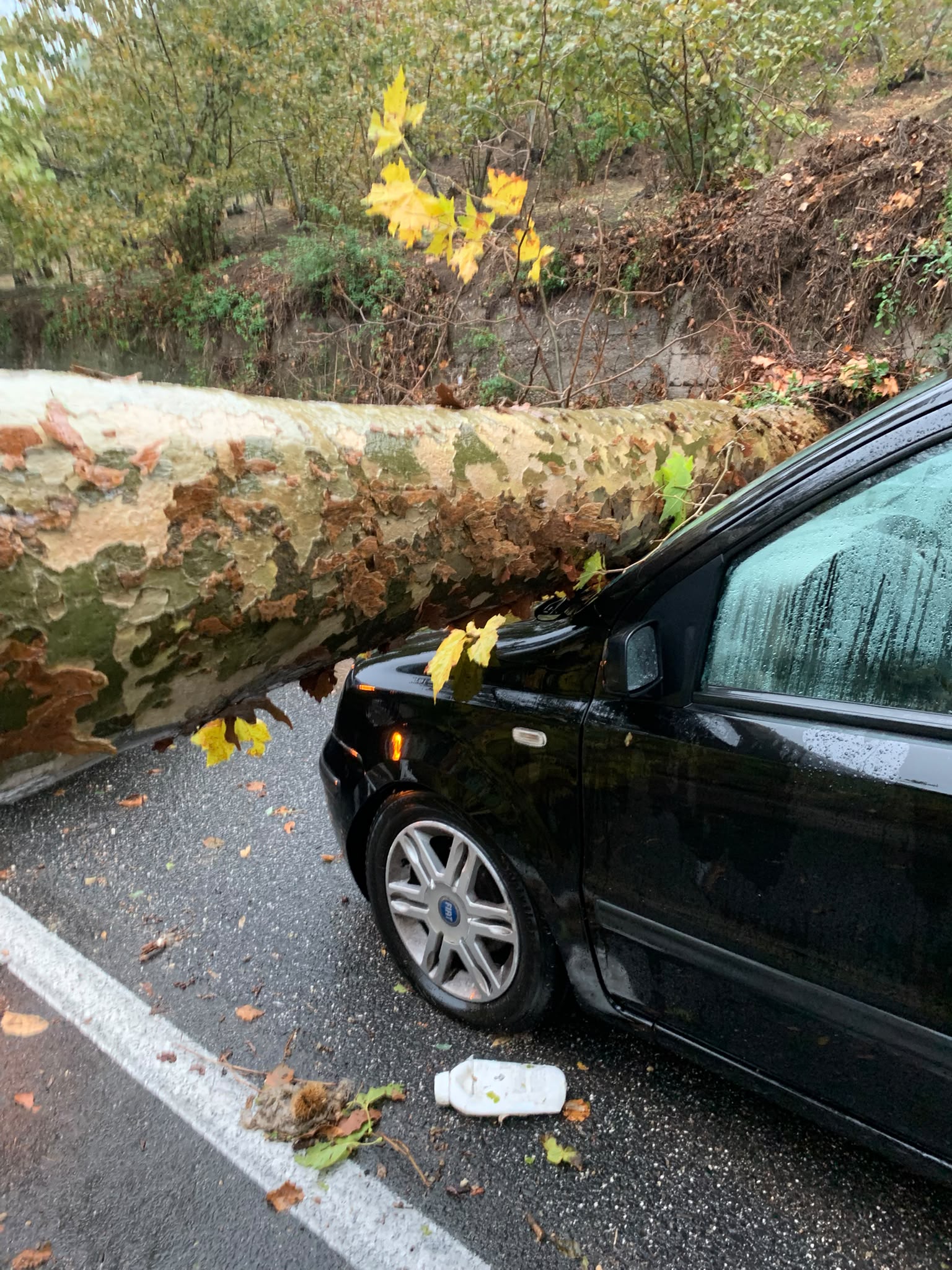 Maltempo, albero si abbatte su un’auto sulla Statale 7 bis: anziana salvata da un poliziotto fuori servizio. «Poteva essere una tragedia» (FOTO)