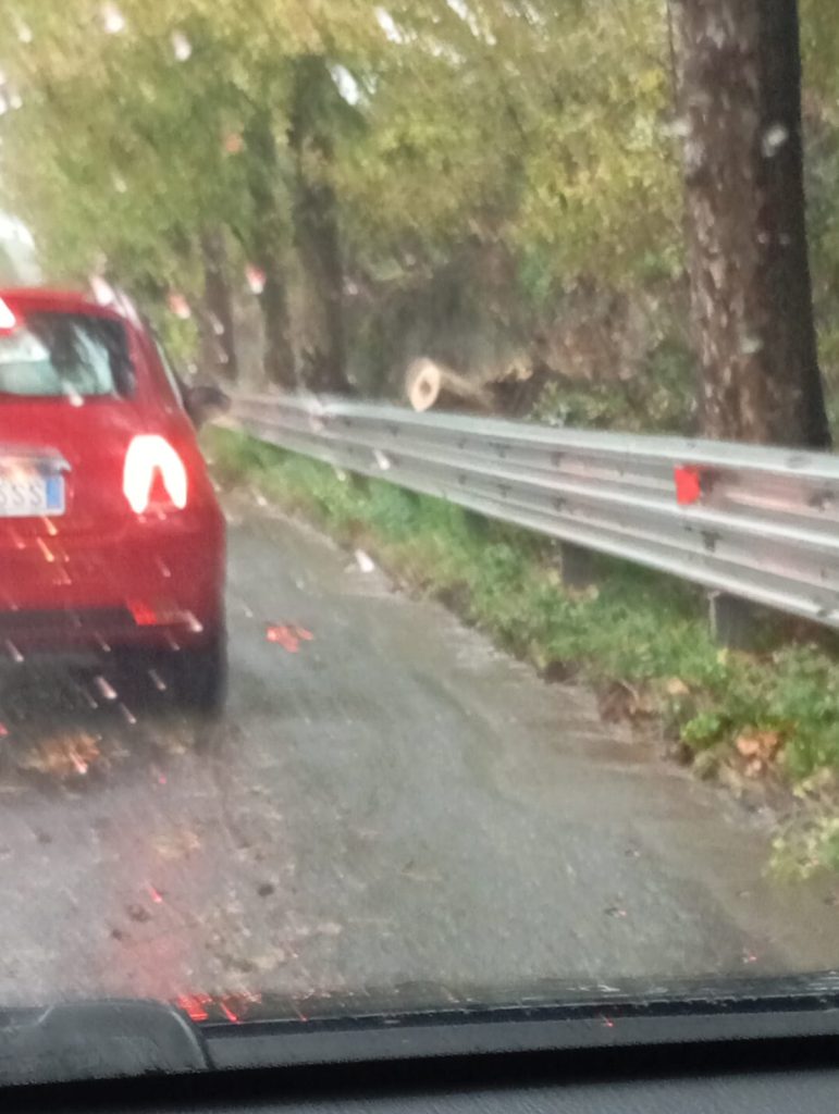 Maltempo nel Baianese, albero cade sulla Statale 7 bis: i Vigili del Fuoco liberano la strada, ripristinata la viabilità. FOTO