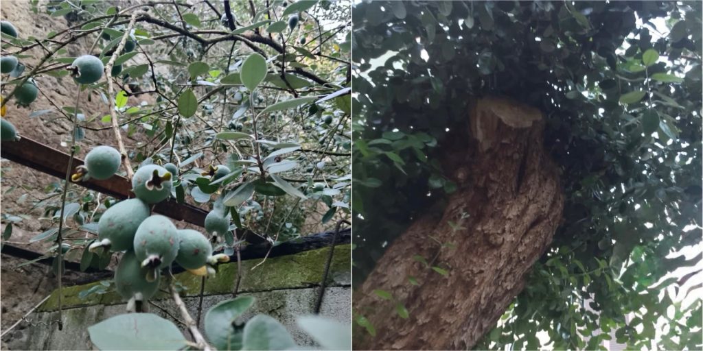 Dal Sudamerica ai giardini di Sperone: così la “feijoa” è diventata memoria di un paese
