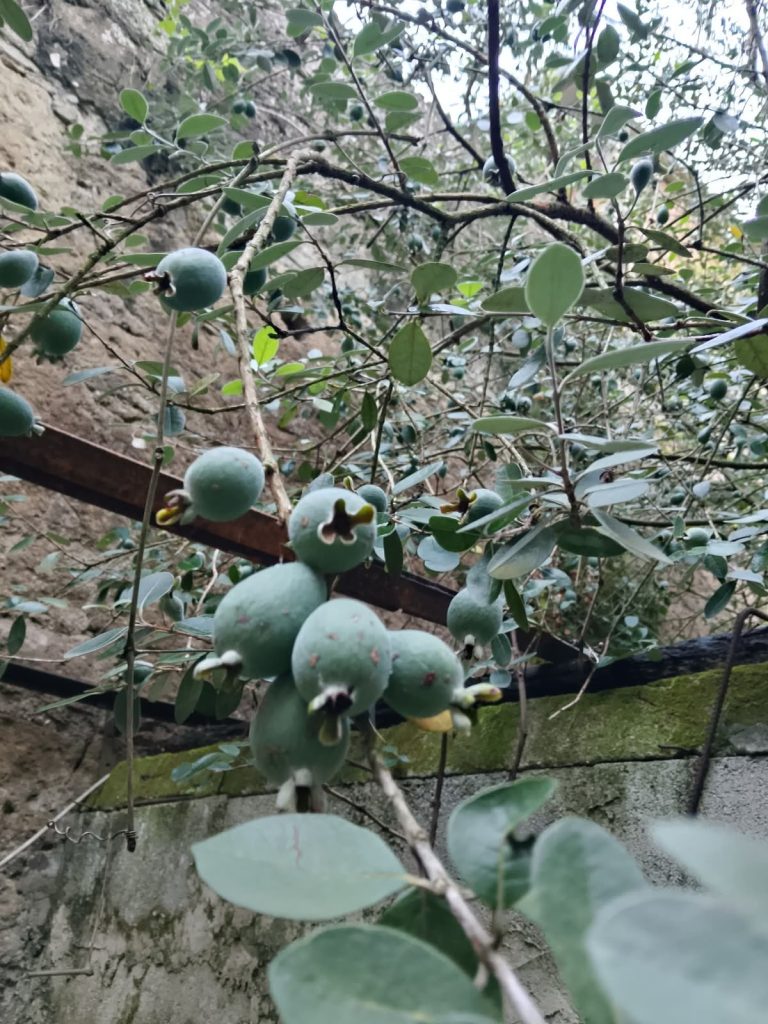 Dal Sudamerica ai giardini di Sperone: così la “feijoa” è diventata memoria di un paese