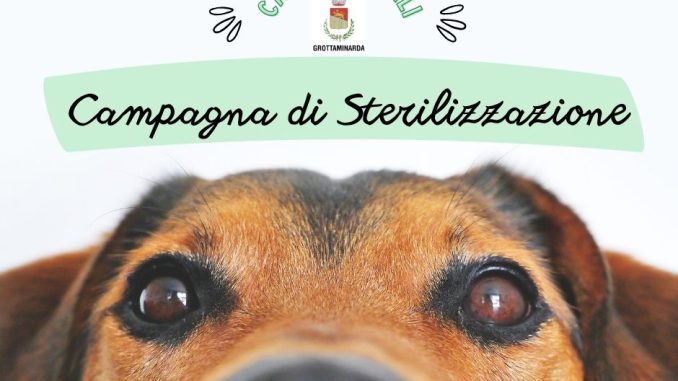 campagna sterilizzazione