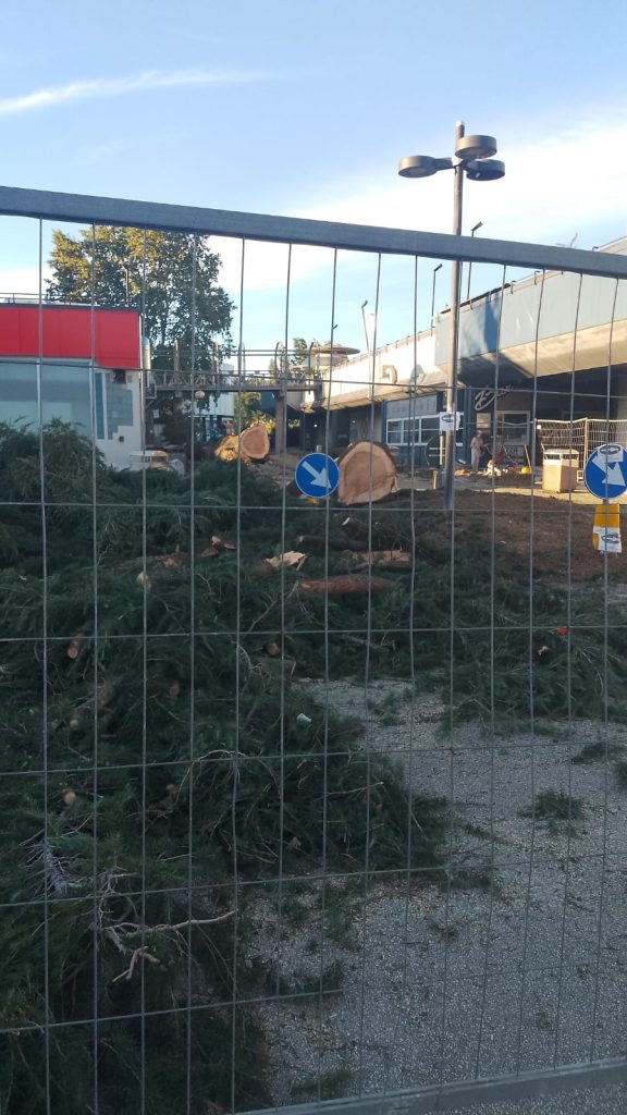 Atripalda, abbattuti quindici cedri al Centro Commerciale Appia: Legambiente chiede di piantare 45 nuovi alberi Atripalda, abbattuti quindici cedri al Centro Commerciale Appia: Legambiente chiede di piantare 45 nuovi alberi