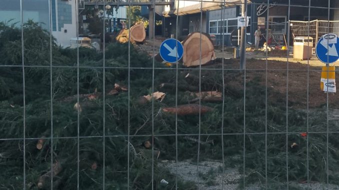 cedri abbattuti centro commerciale appia atripalda